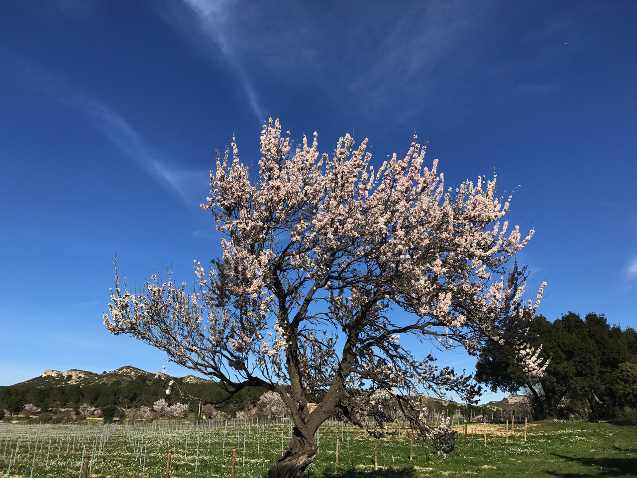 A blossoming tree with pinkish-white flowers under a clear blue sky, surrounded by green grass and distant hills.